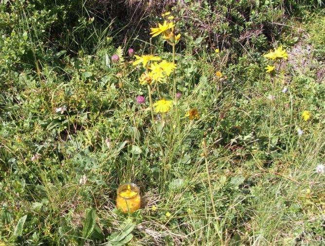 arnica-plante-et-teinture.jpg