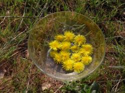 Fleurs en macération solaire