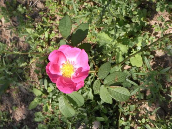 rose-de-provins.jpg